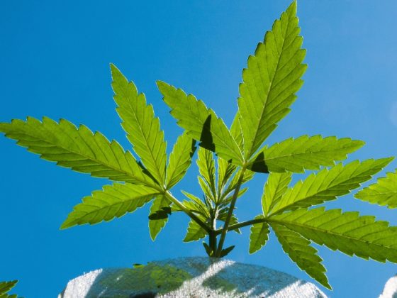 insights canna